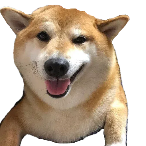 Doggo doing things - Sticker 24