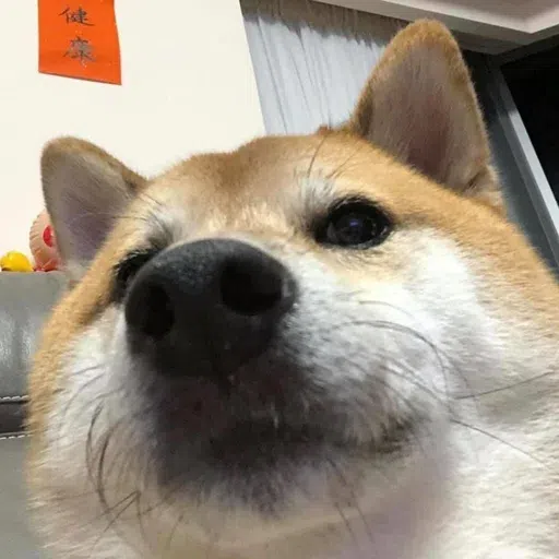Doggo doing things - Sticker 13