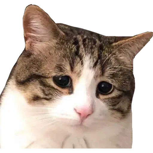 Memes - Sticker 12