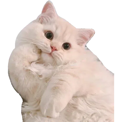 Memes - Sticker 16