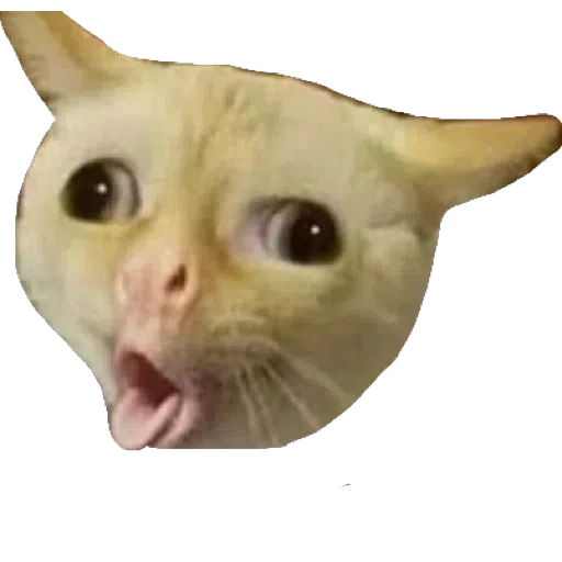 Memes - Sticker 13
