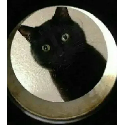 Mici tristi Remake - Sticker 14