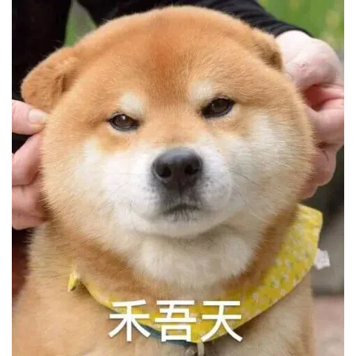Meme 1 - Sticker 11