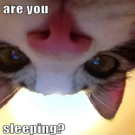 funny cat 10 - Sticker 16