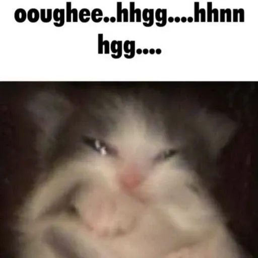 funny cat 10 - Sticker 15