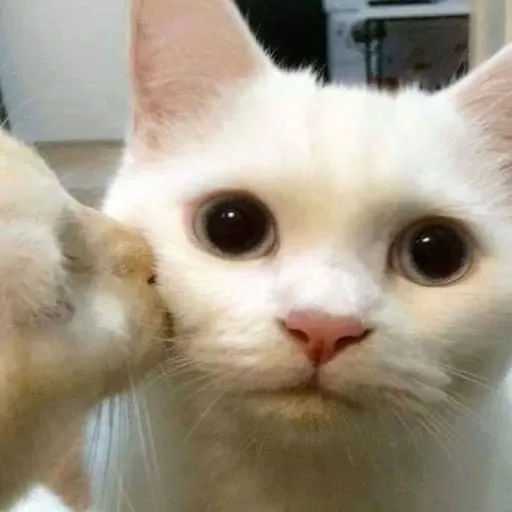 funny cat 10 - Sticker 17