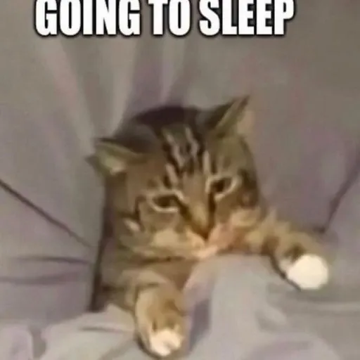 funny cat 10 - Sticker 10
