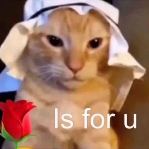 funny cat 10 - Sticker 11