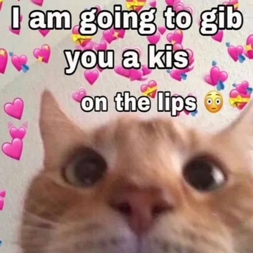 funny cat 10 - Sticker 23