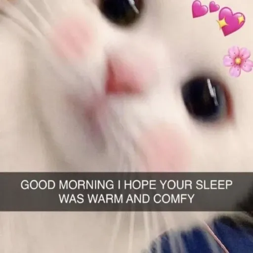 funny cat 10 - Sticker 22