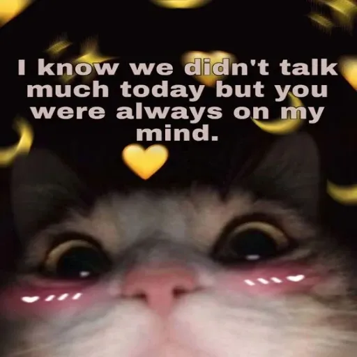 funny cat 10 - Sticker 28