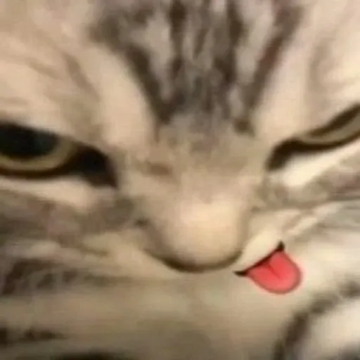 funny cat 10 - Sticker 19