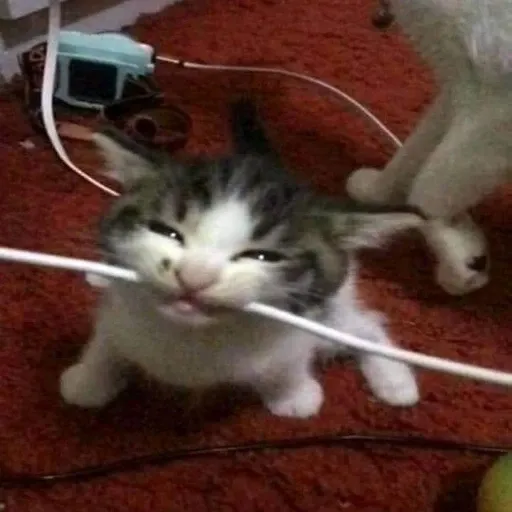 funny cat 10 - Sticker 20