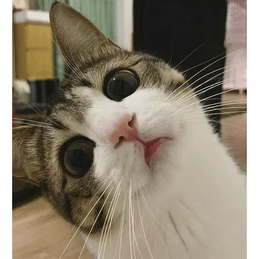 Cat - Sticker 14
