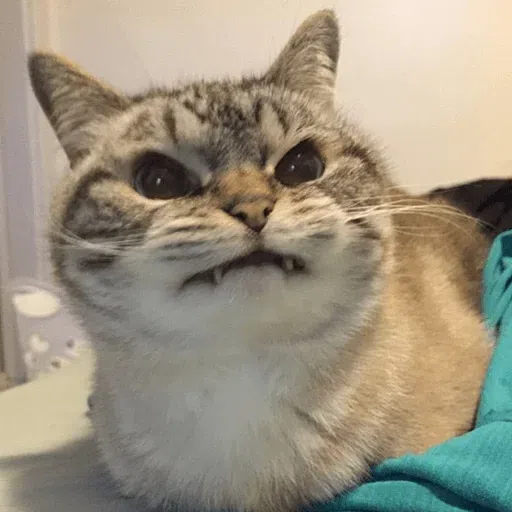 Cat - Sticker 16