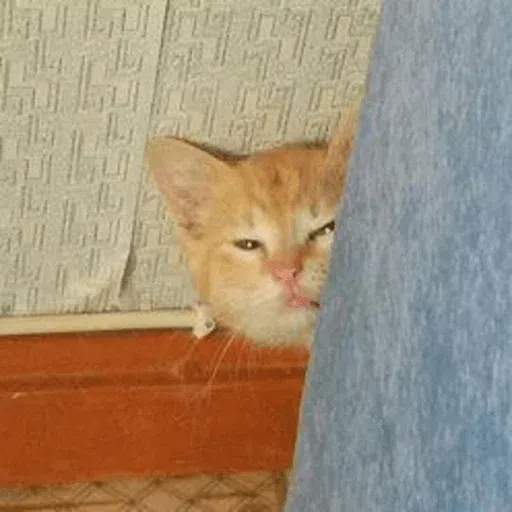 Cat - Sticker 23