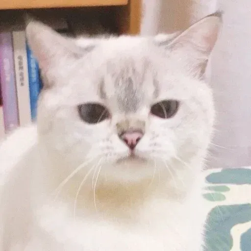 Cat 4.0 - Sticker 24
