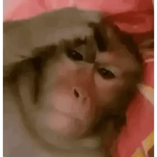 TikTok Animated Memes 3 - Sticker 13