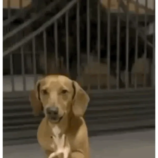TikTok Animated Memes 3 - Sticker 19