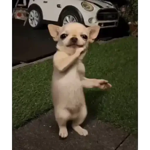 TikTok Animated Memes 3 - Sticker 22