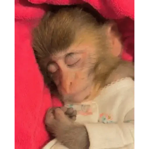 TikTok Animated Memes 3 - Sticker 17