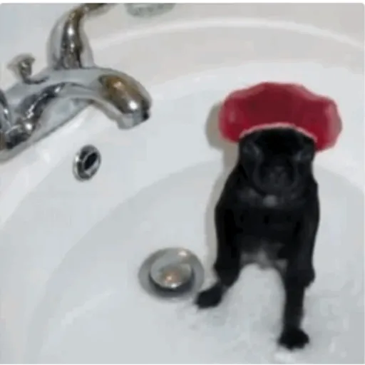 TikTok Animated Memes 3 - Sticker 24