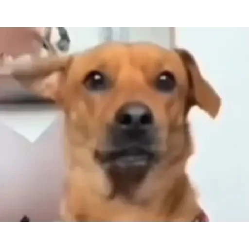 TikTok Animated Memes 3 - Sticker 29