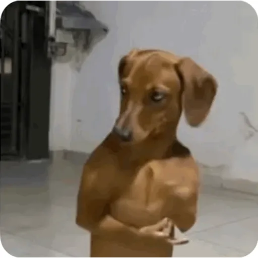 TikTok Animated Memes 3 - Sticker 10