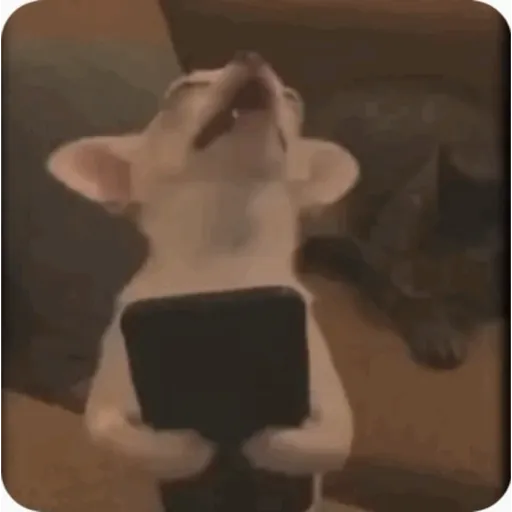 TikTok Animated Memes 3 - Sticker 18