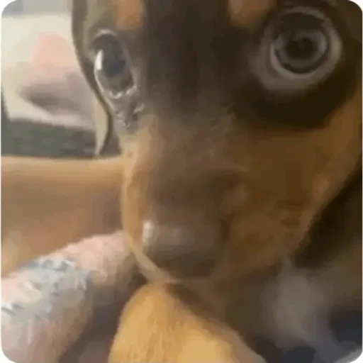 TikTok Animated Memes 3 - Sticker 26