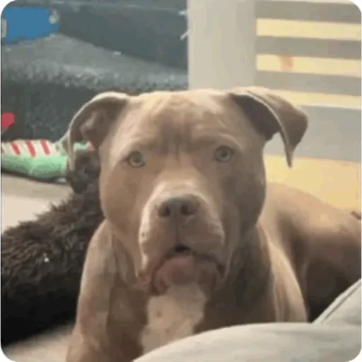 TikTok Animated Memes 3 - Sticker 11