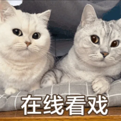 cats - Sticker 22