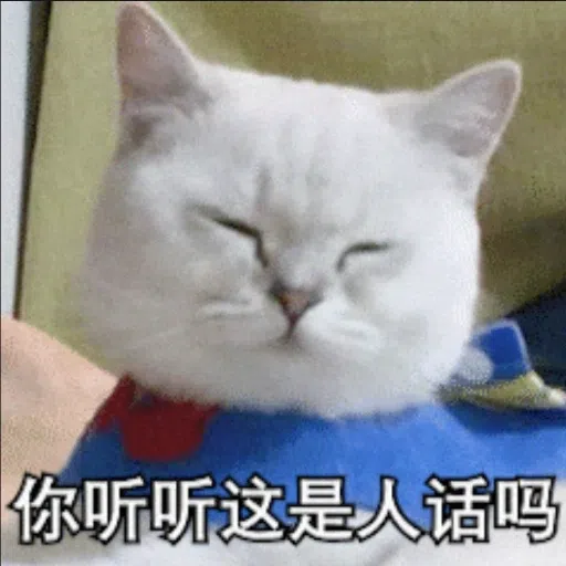 cats - Sticker 21