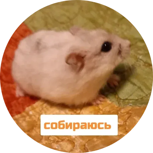 Sammy - Sticker 21