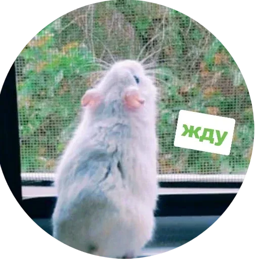 Sammy - Sticker 18