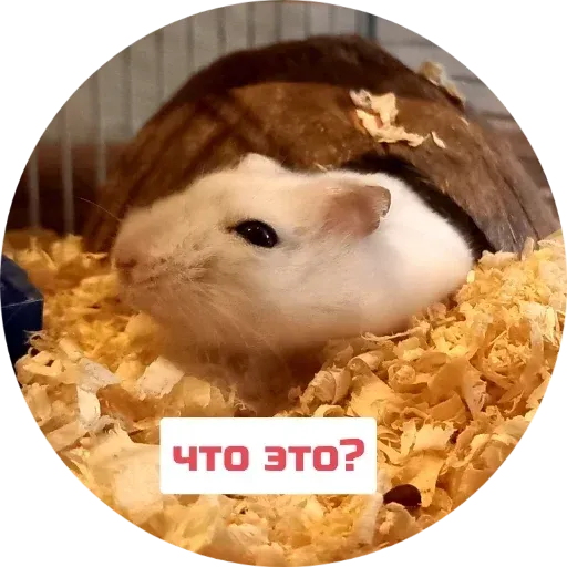Sammy - Sticker 14