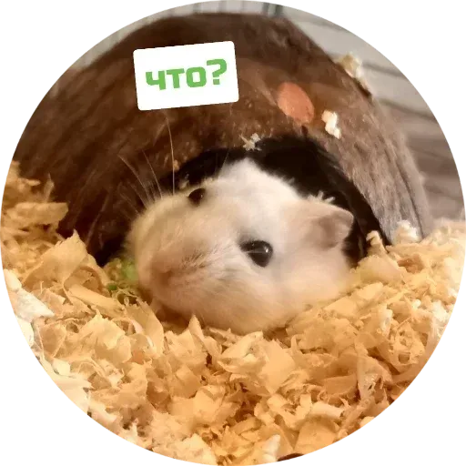 Sammy - Sticker 11