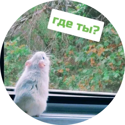 Sammy - Sticker 17