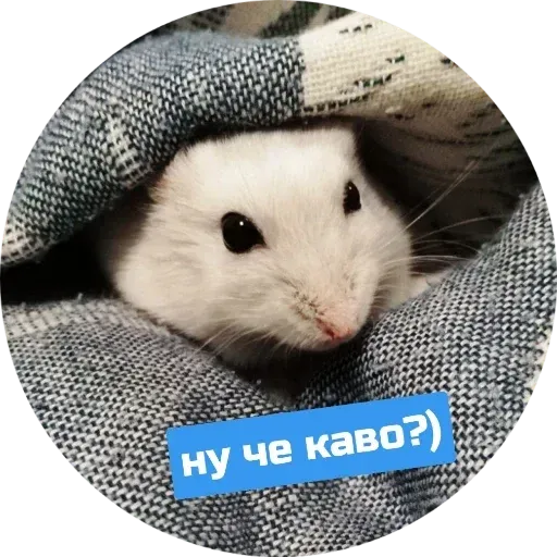 Sammy - Sticker 22