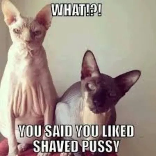 cief - Sticker 27