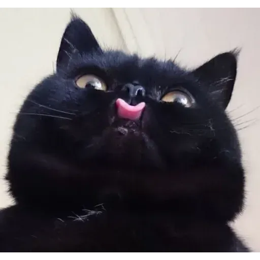 Catcat1 - Sticker 22