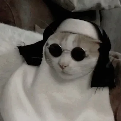 Catcat1 - Sticker 23