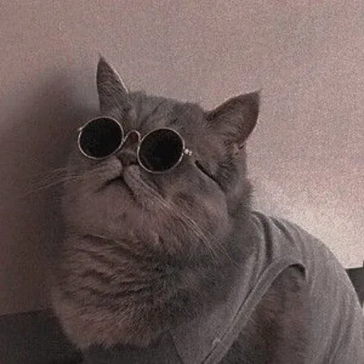 Catcat1 - Sticker 13