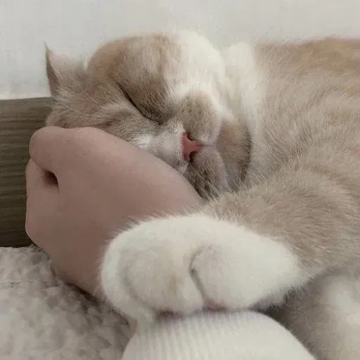 Catcat1 - Sticker 21