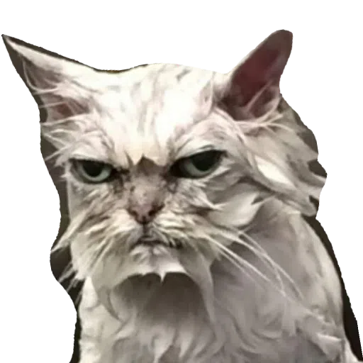 CatFaces - Sticker 27