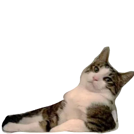 CatFaces - Sticker 29