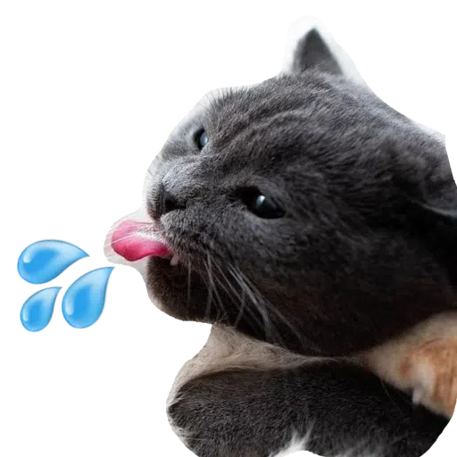 CatFaces - Sticker 11