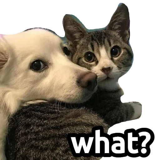 CatFaces - Sticker 13