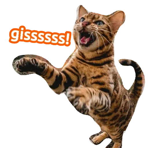 CatFaces - Sticker 20