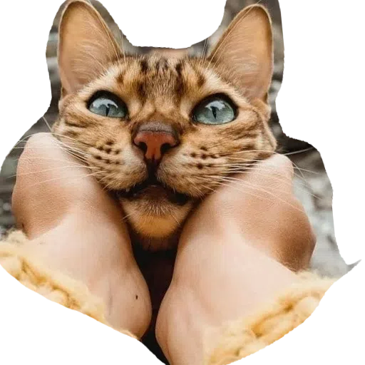 CatFaces - Sticker 17